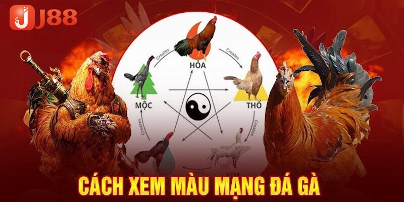 Đôi nét khái niệm về màu mạng đá gà theo ngày không thể bỏ qua