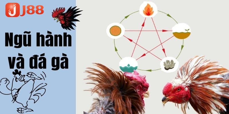 Những kim nghiệm chọn màu mạng đá gà theo ngày siêu chuẩn cần nắm