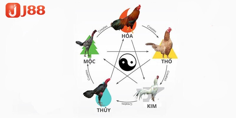 Những lý do khiến màu mạng đá gà theo ngày luôn được quan tâm